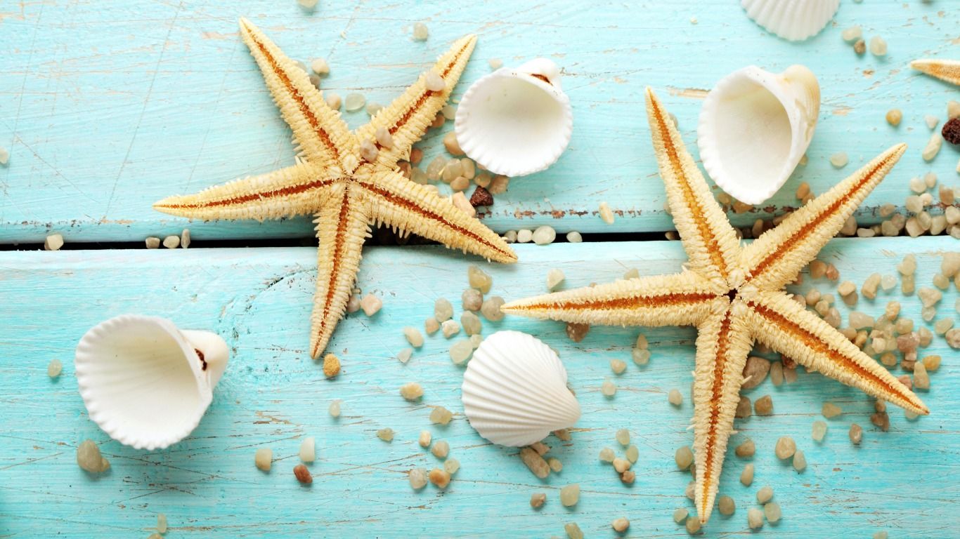 Seashells Backgrounds , HD Wallpaper & Backgrounds
