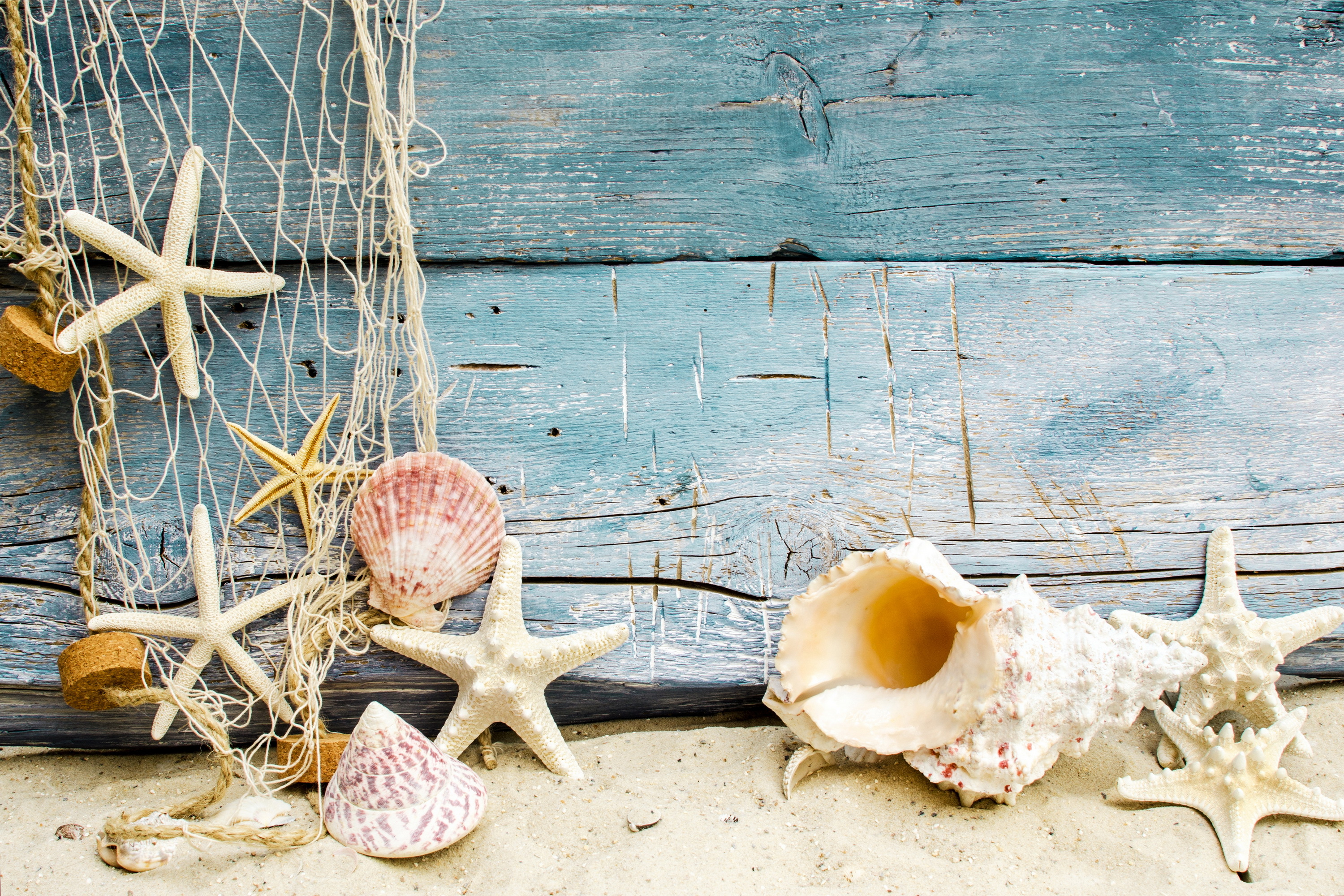Beach Seashell Wallpaper - Beach Shells , HD Wallpaper & Backgrounds