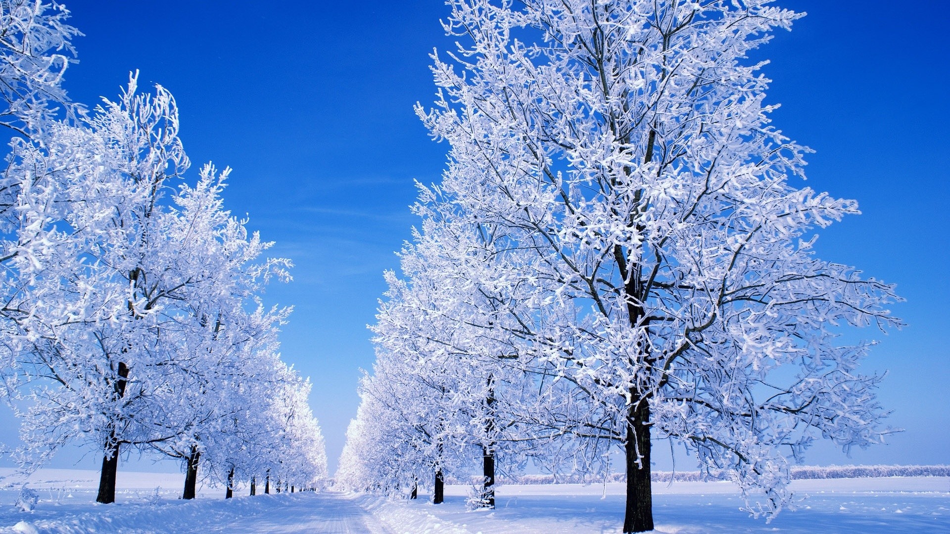 Winter Scene Desktop Wallpaper - High Resolution Snowy Trees , HD Wallpaper & Backgrounds