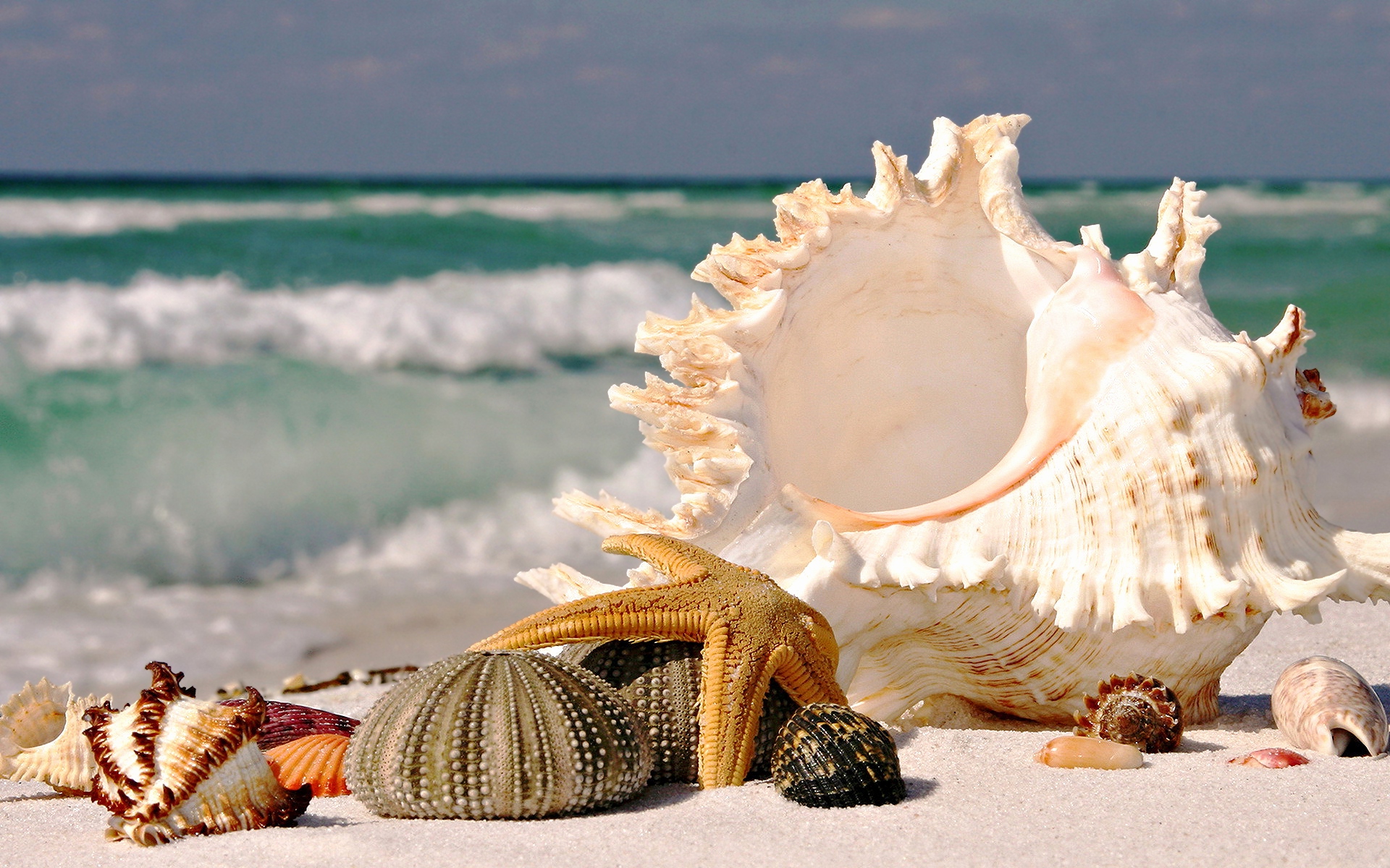Beach Sea Shells , HD Wallpaper & Backgrounds