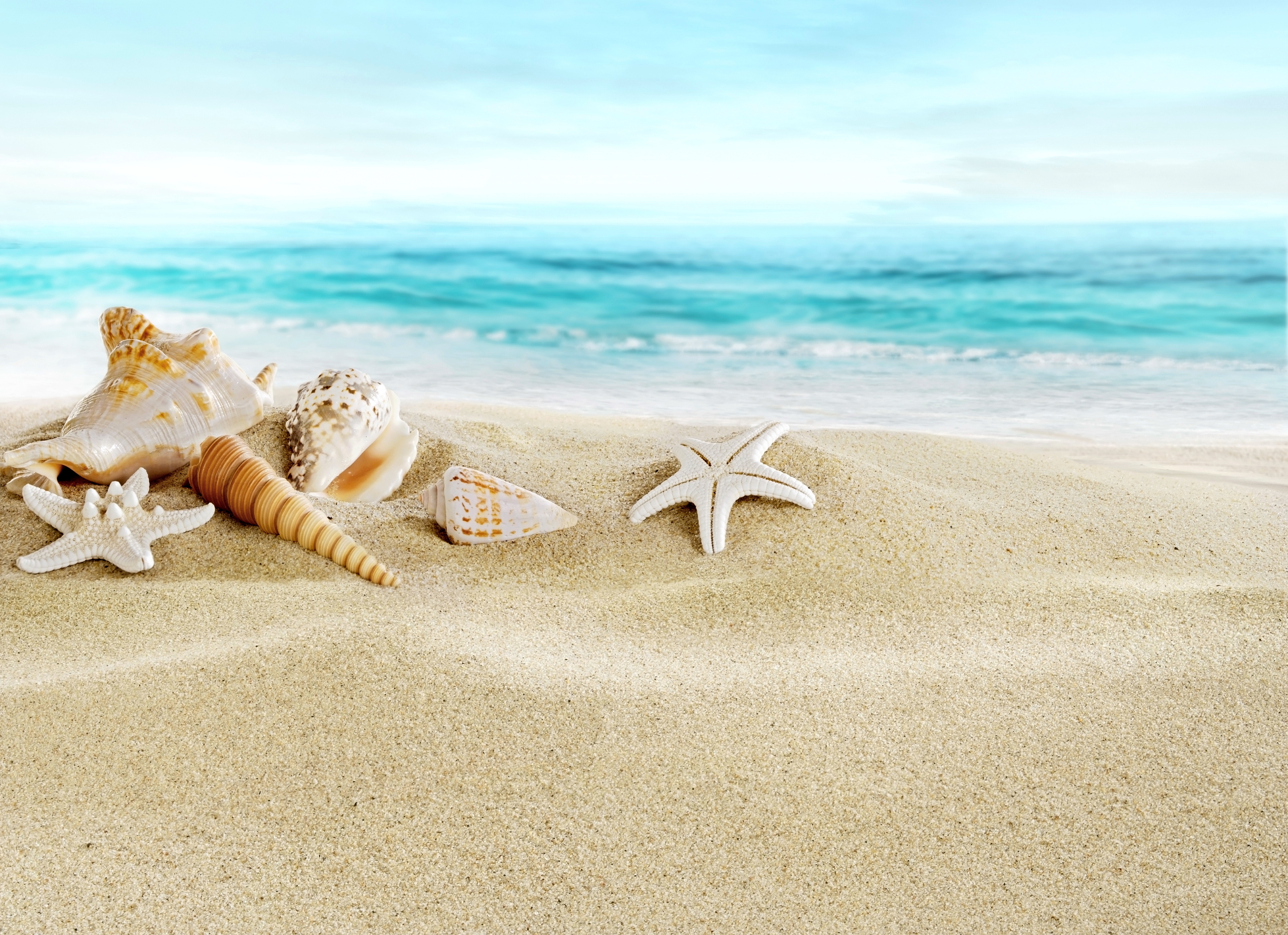 Seashells Sand Beach Seashells Beach Sand Sea Wallpapers - Beach Background With Starfish , HD Wallpaper & Backgrounds