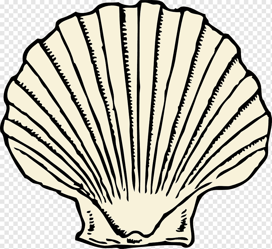 Clam Seashell, Sea Shell, Animals, Leaf, Desktop Wallpaper - Clip Art Shell Png , HD Wallpaper & Backgrounds