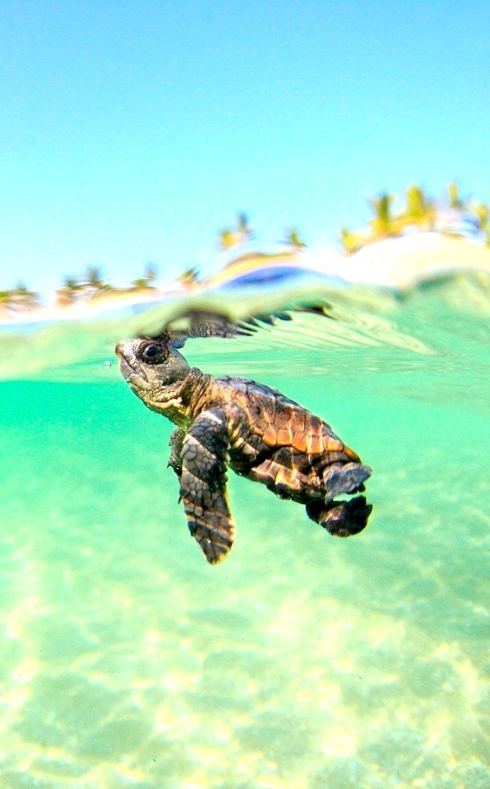Sea Turtle Wallpaper 
 Data-src /full/1174344 - Cute Sea Turtle Background , HD Wallpaper & Backgrounds