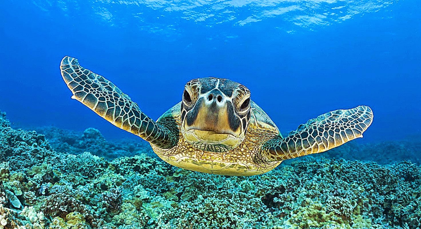 Turtle Swimming Underwater Hd Animal Wallpaper Turtles - Sea Turtle Wallpaper Hd , HD Wallpaper & Backgrounds