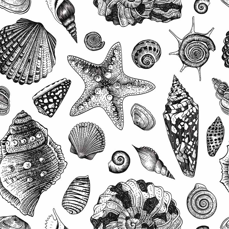 Black & White Seashell Pattern - Black And White Sea Shells , HD Wallpaper & Backgrounds