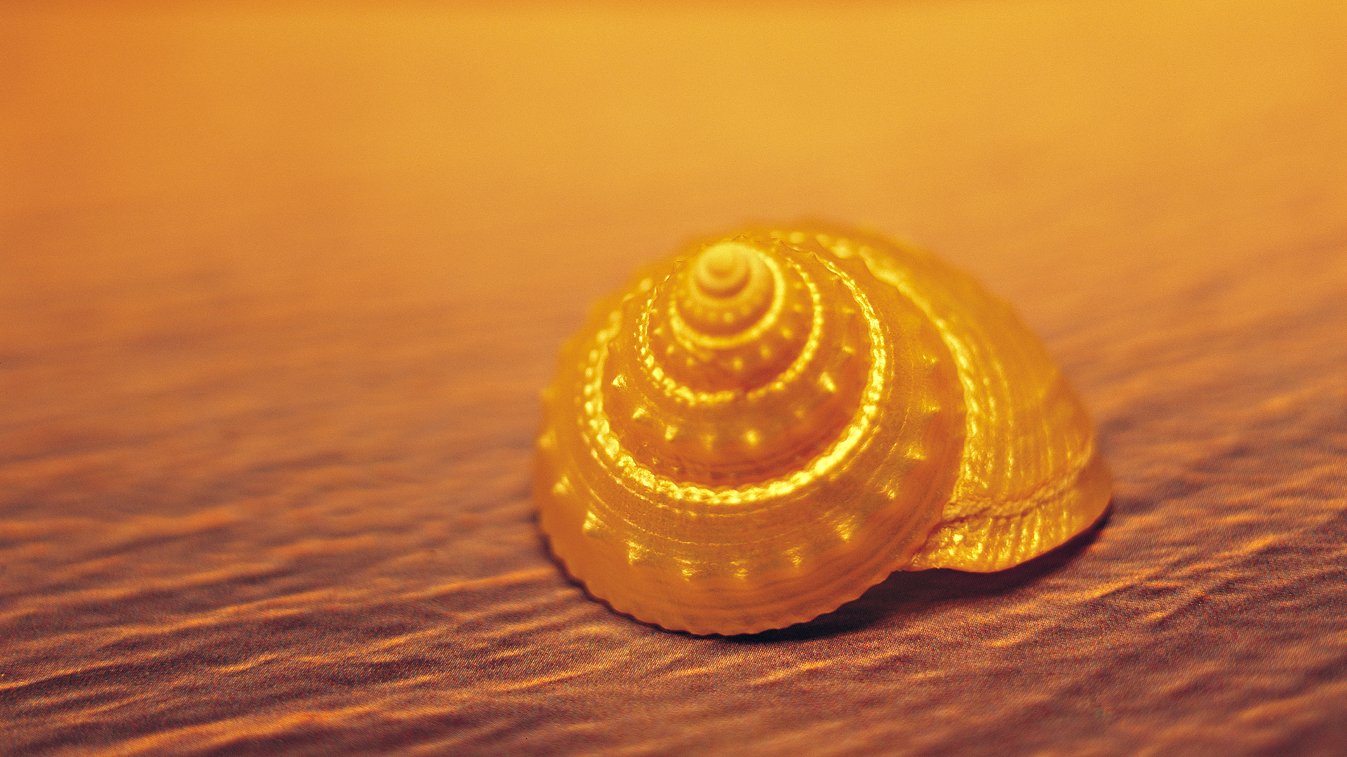 Golden View Of Sea Shell Is Due , HD Wallpaper & Backgrounds