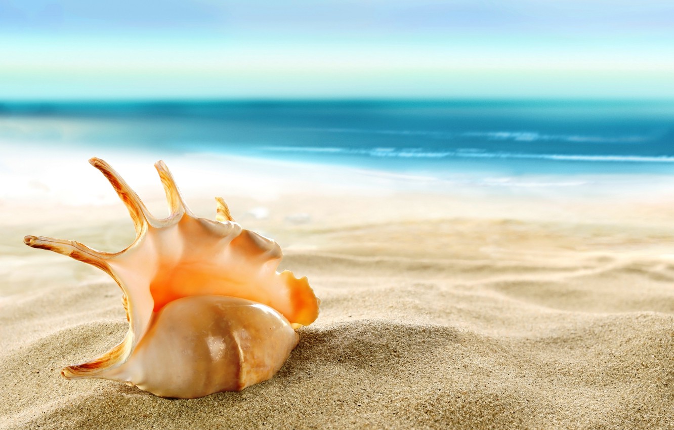 Photo Wallpaper Sand, Sea, Beach, Shell, Beach, Sea, - Good Afternoon Quotes For Aunty , HD Wallpaper & Backgrounds