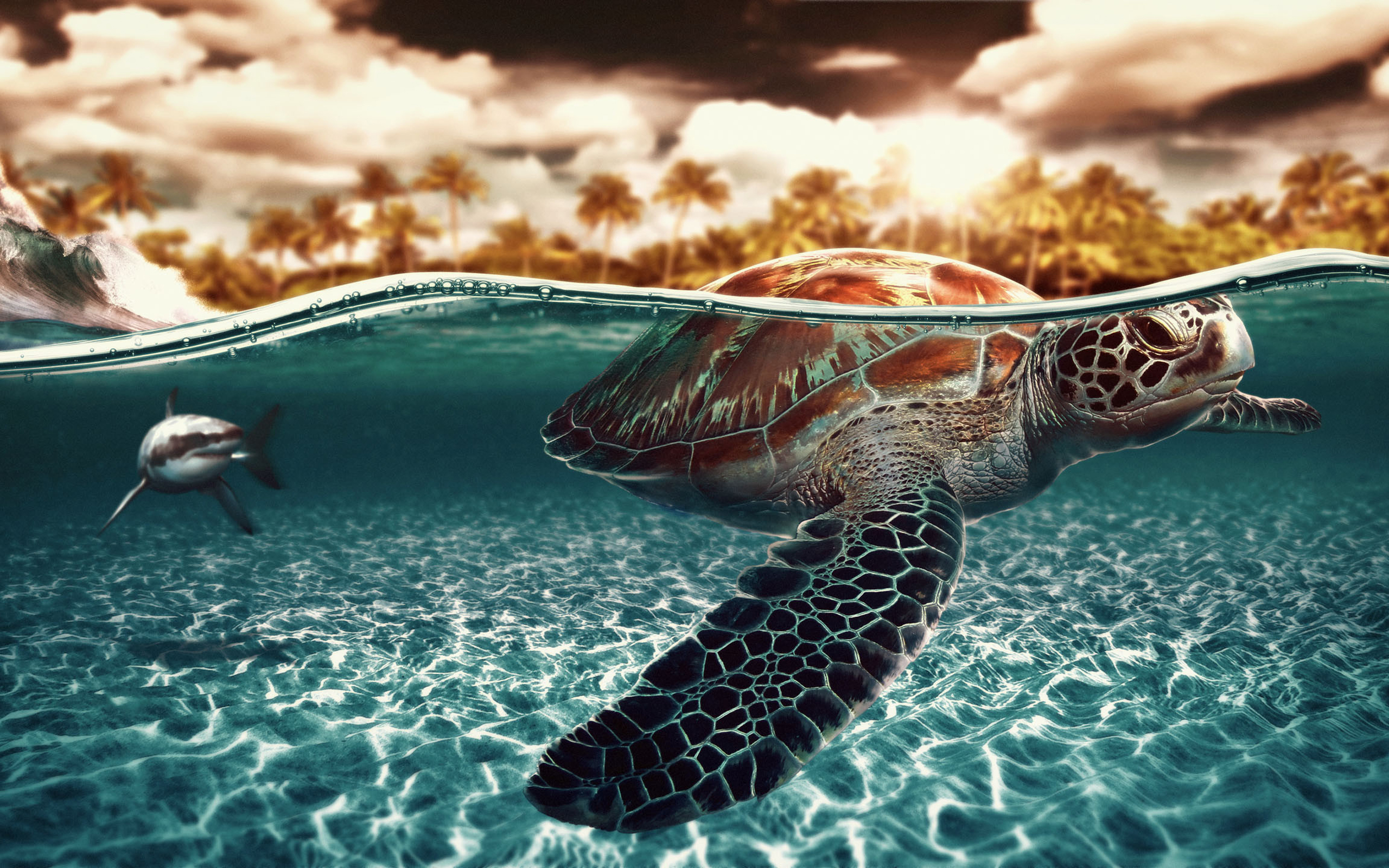 Sea Turtle Wallpaper - Sea Turtle , HD Wallpaper & Backgrounds