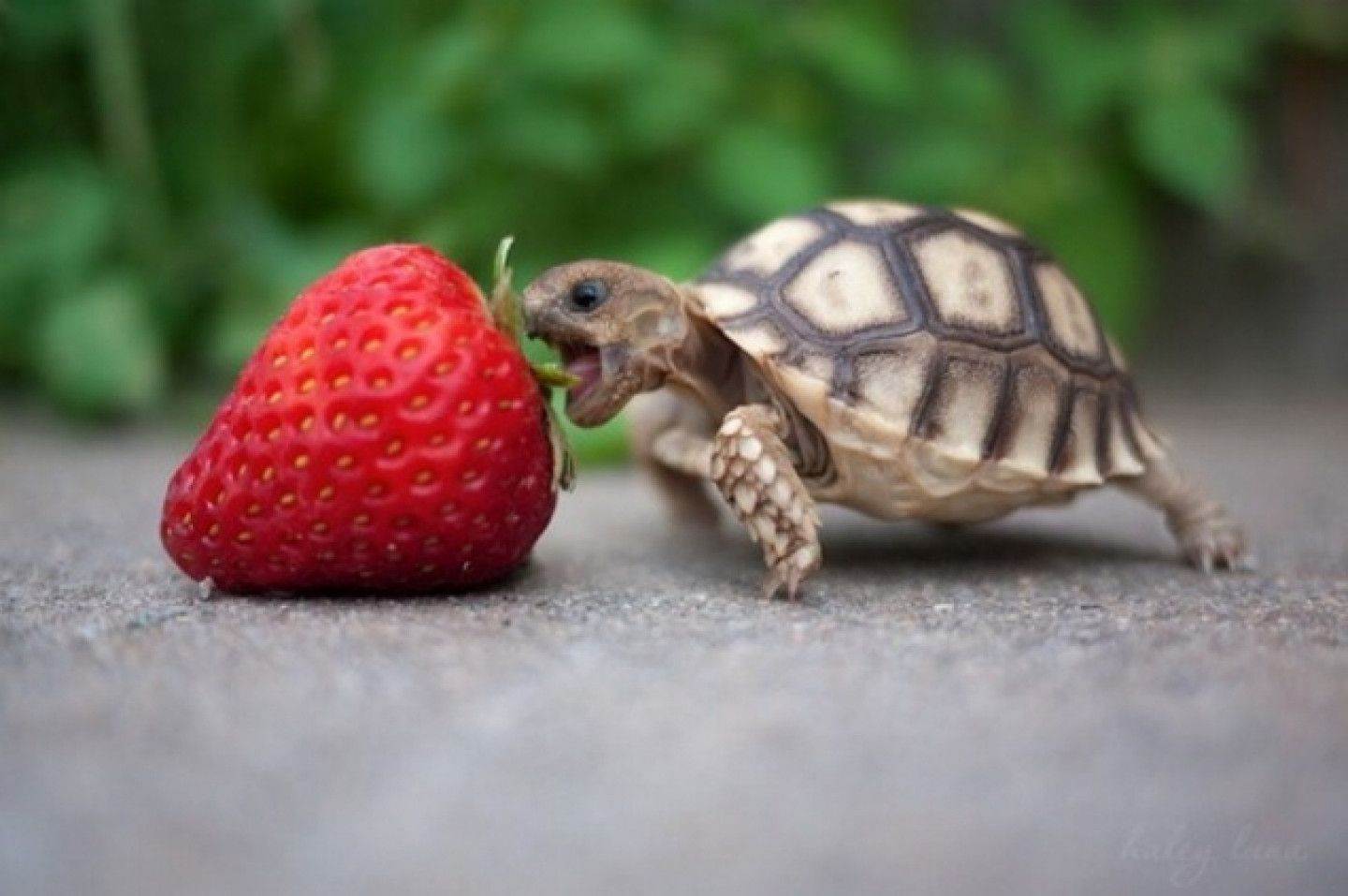 Turtles Images Sea Turtle Wallpaper Hd Wallpaper And - Turtle Eating Strawberry , HD Wallpaper & Backgrounds