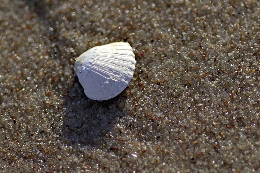 Scallop, Sea, Sand, Beach, Souvenir, White, Mussels, - Piasek Muszelka , HD Wallpaper & Backgrounds