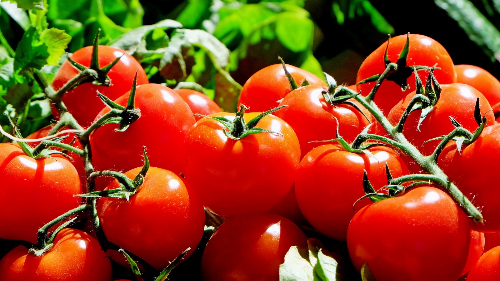 Wallpaper Tomato, Twig, Vegetable - Tomato Background Hd , HD Wallpaper & Backgrounds