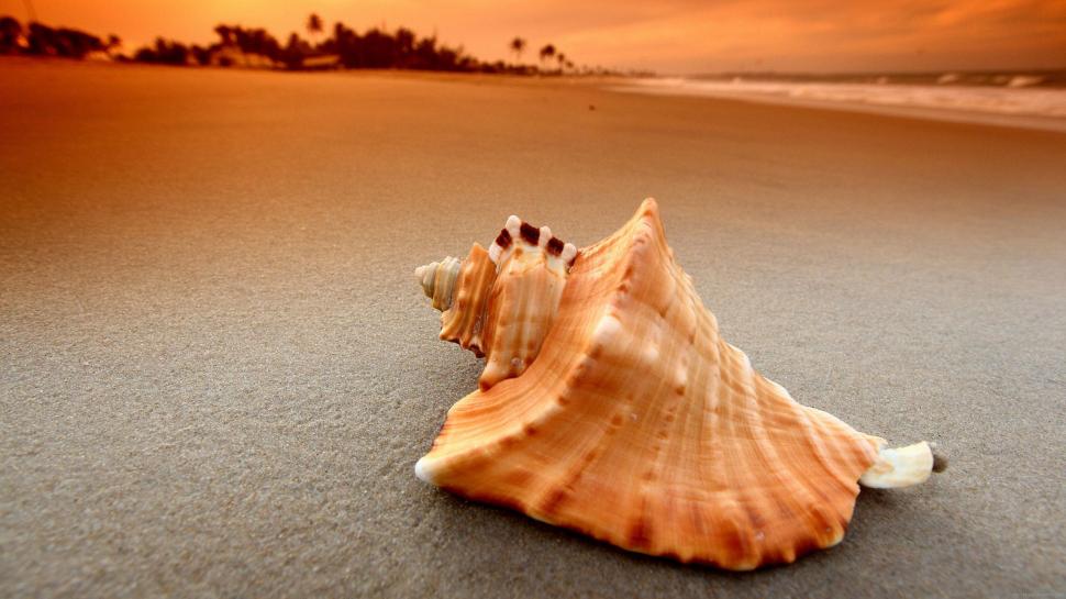 Seashell On The Beach Wallpaper,nature Hd Wallpaper,beach - Seashell On The Beach , HD Wallpaper & Backgrounds