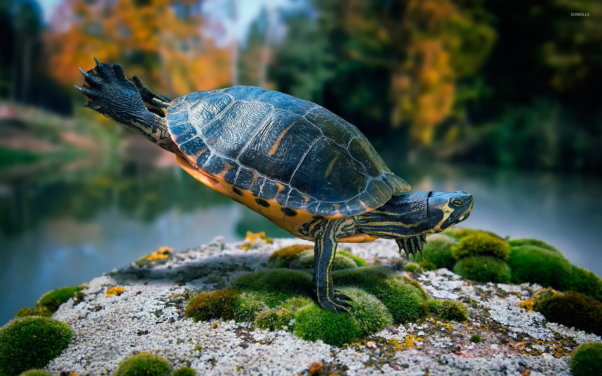 Painted Turtle , HD Wallpaper & Backgrounds