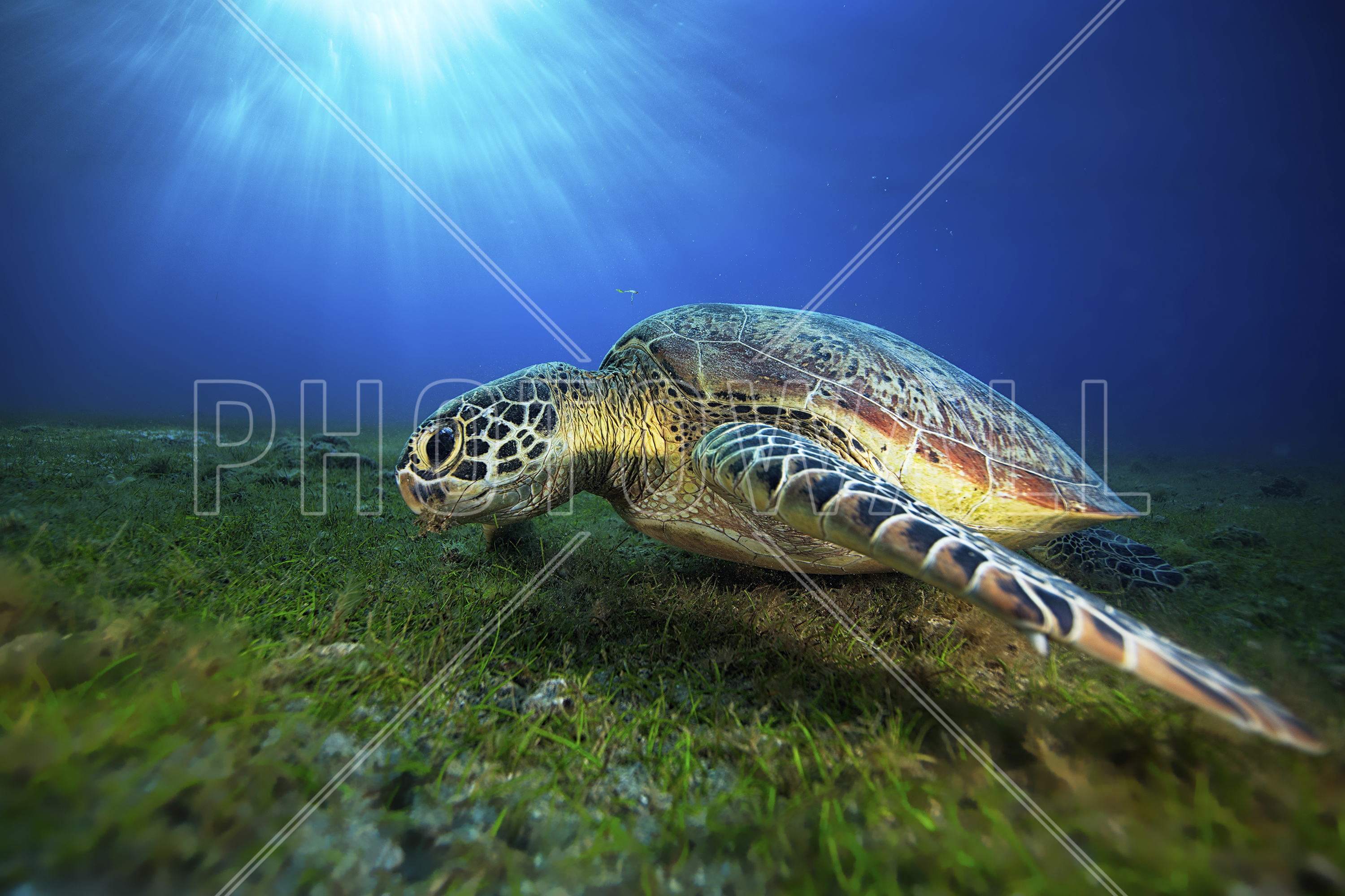 Green Turtle - Wallpaper - Underwater , HD Wallpaper & Backgrounds