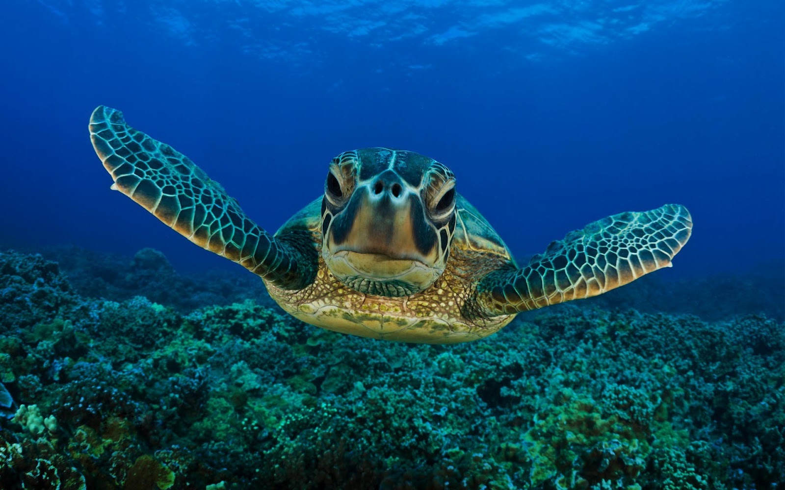 Of A Swimming Turtle Underwater - High Resolution Sea Turtle , HD Wallpaper & Backgrounds