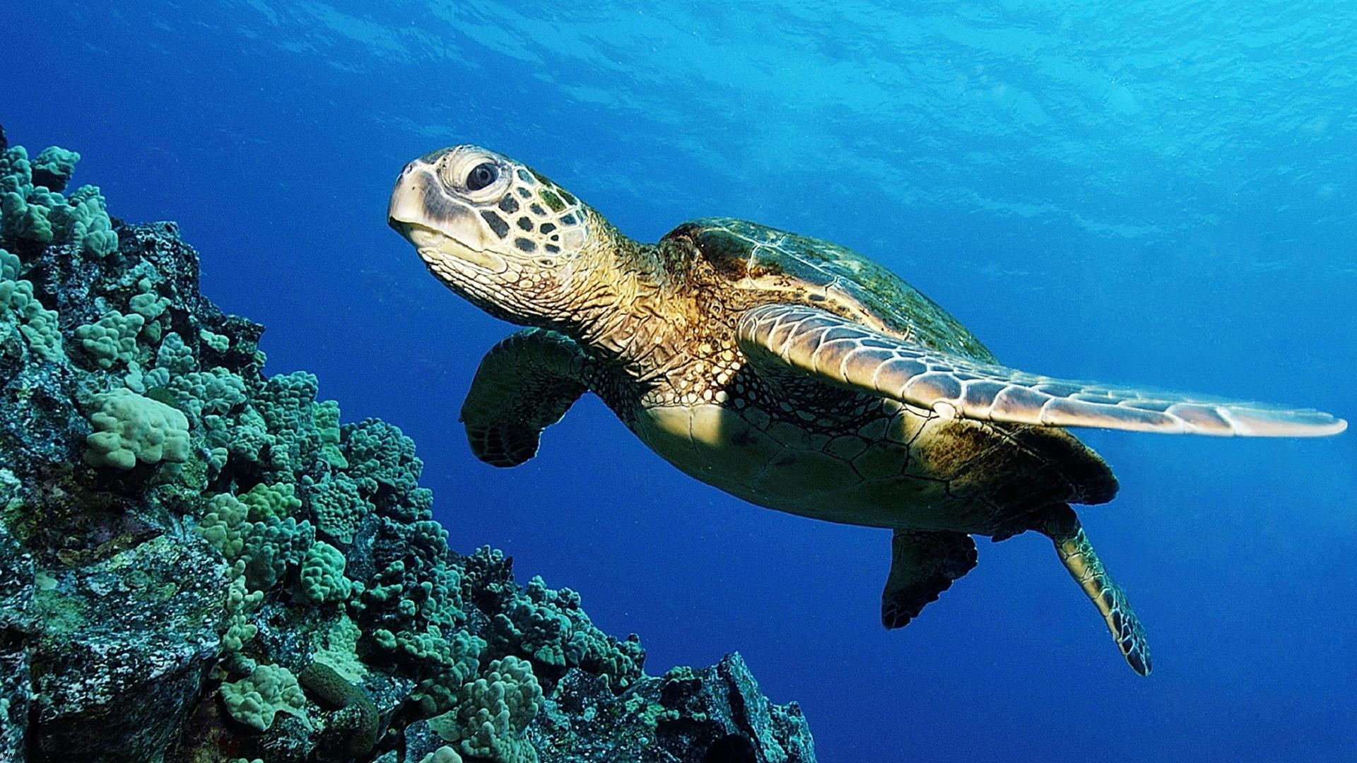 Green Sea Turtle Wallpaper , HD Wallpaper & Backgrounds