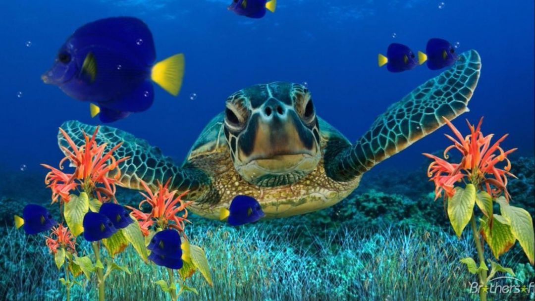 Sea Turtle Wallpaper Backgrounds - High Resolution Sea Turtle , HD Wallpaper & Backgrounds