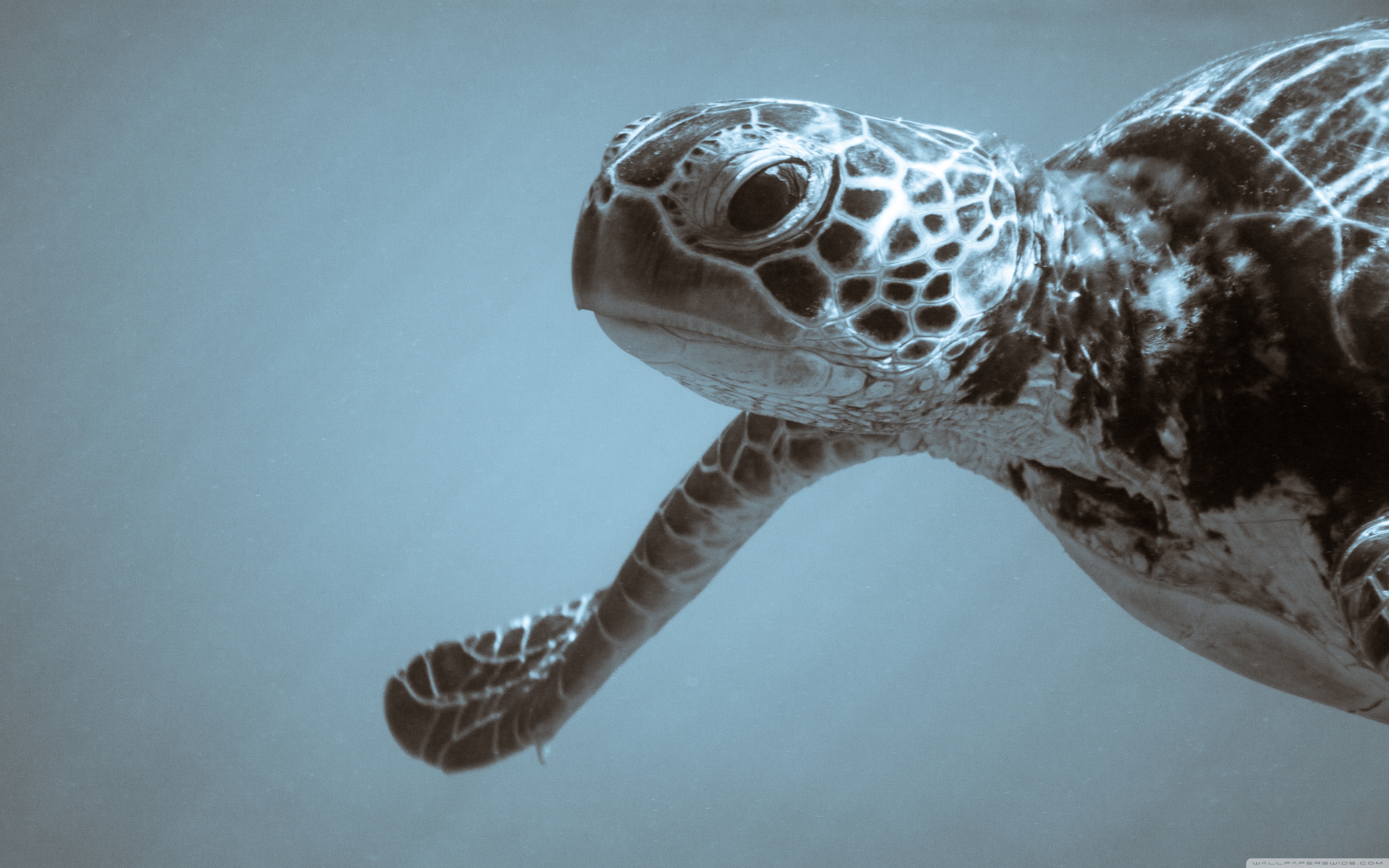 Sea Turtle , HD Wallpaper & Backgrounds