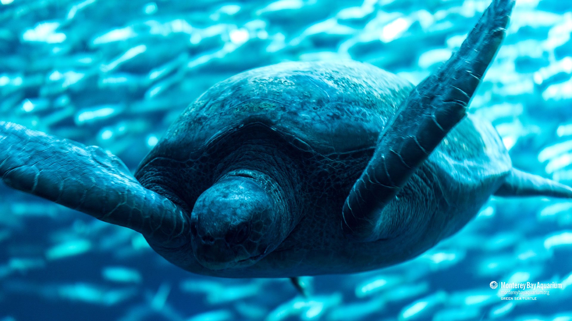 Kemp's Ridley Sea Turtle , HD Wallpaper & Backgrounds