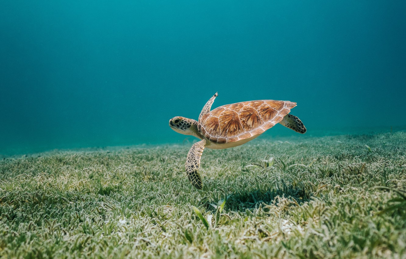 Photo Wallpaper Animals, Sea, Nature, Water, Bottom, - Sea Turtle , HD Wallpaper & Backgrounds