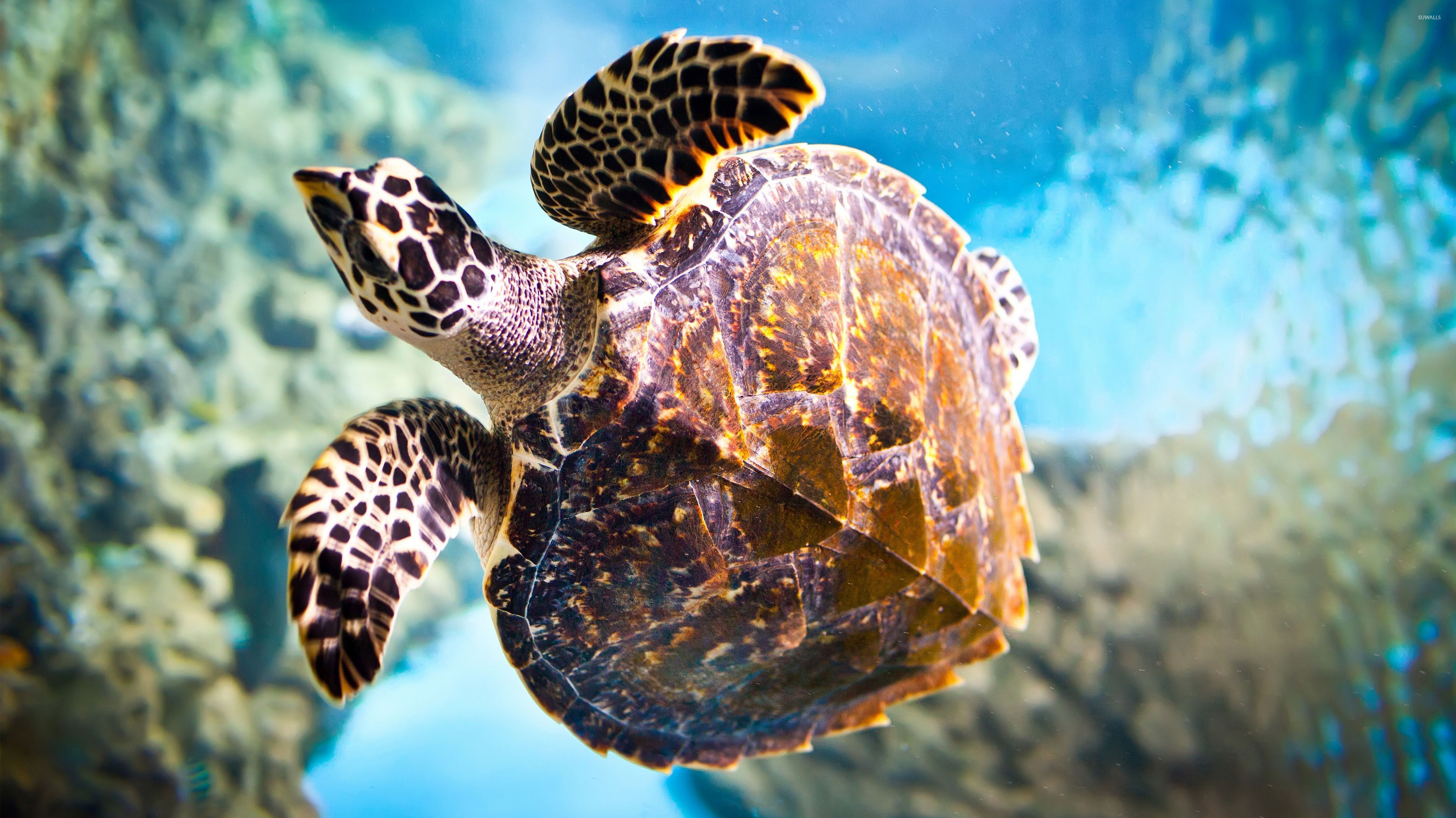 4k Sea Turtle , HD Wallpaper & Backgrounds
