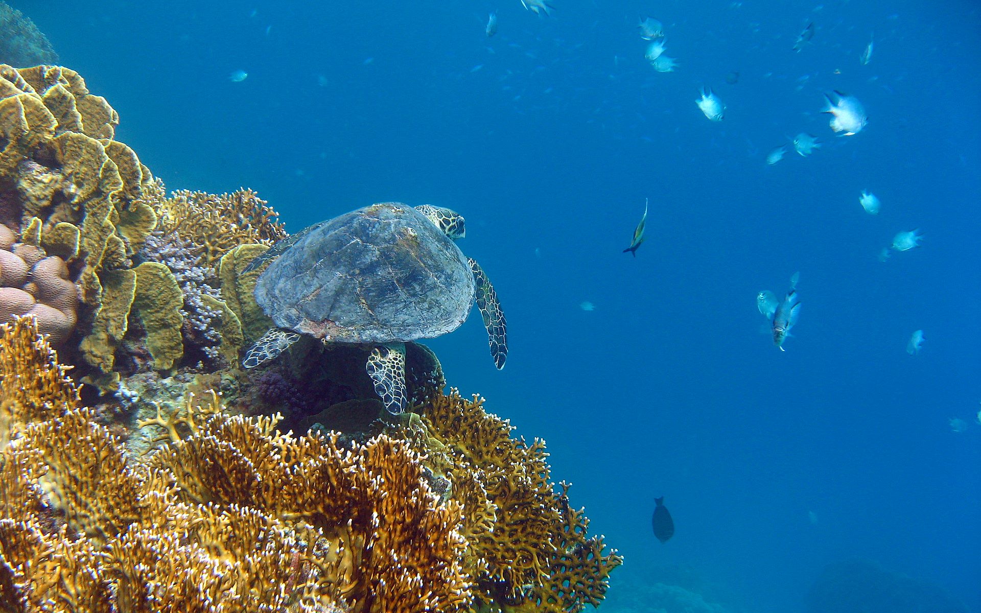 Sea Turtle Wallpaper - Sea Turtles High Resolution , HD Wallpaper & Backgrounds