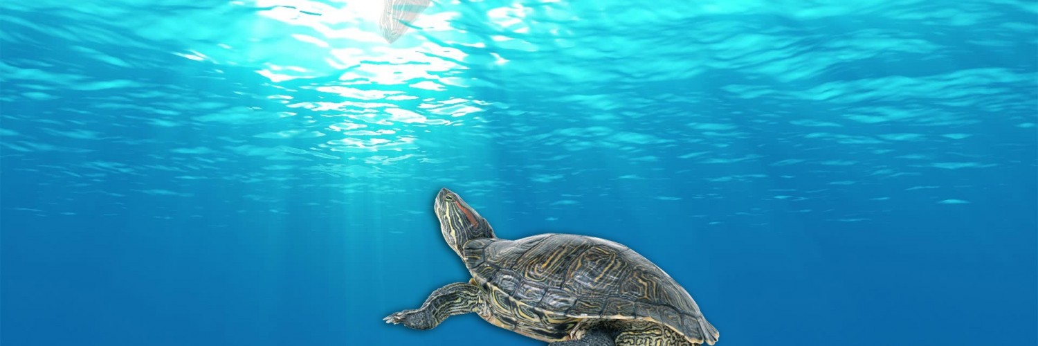 Hawksbill Sea Turtle , HD Wallpaper & Backgrounds