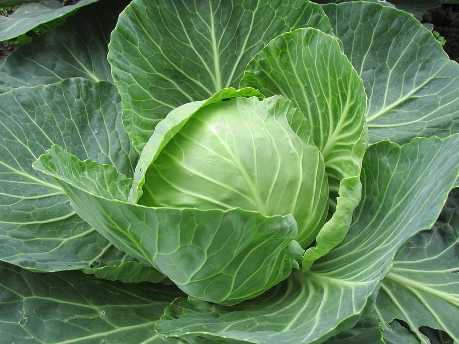 Close-up Photography Of Cabbage Vegetable, White Cabbage, - Cabbage Photography , HD Wallpaper & Backgrounds