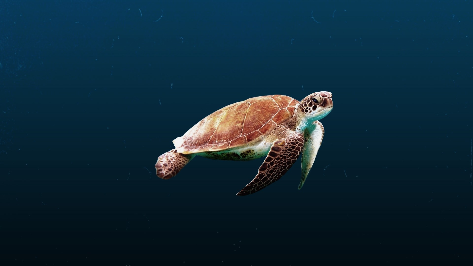 Turtle Wallpaper 4k , HD Wallpaper & Backgrounds