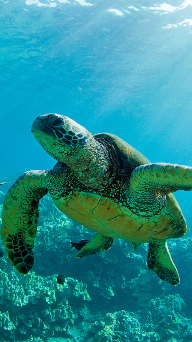 Wallpaper - Two Green Sea Turtles , HD Wallpaper & Backgrounds