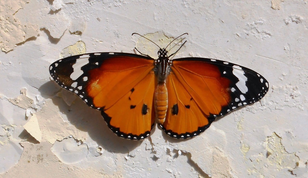 Schmetterling Orange Schwarz Weiß , HD Wallpaper & Backgrounds