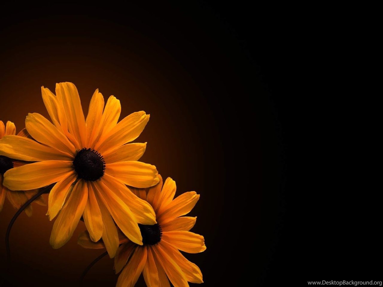 Flower On Black Backgrounds Wallpapers Hd High Resolution - Good Night Wishes Best , HD Wallpaper & Backgrounds