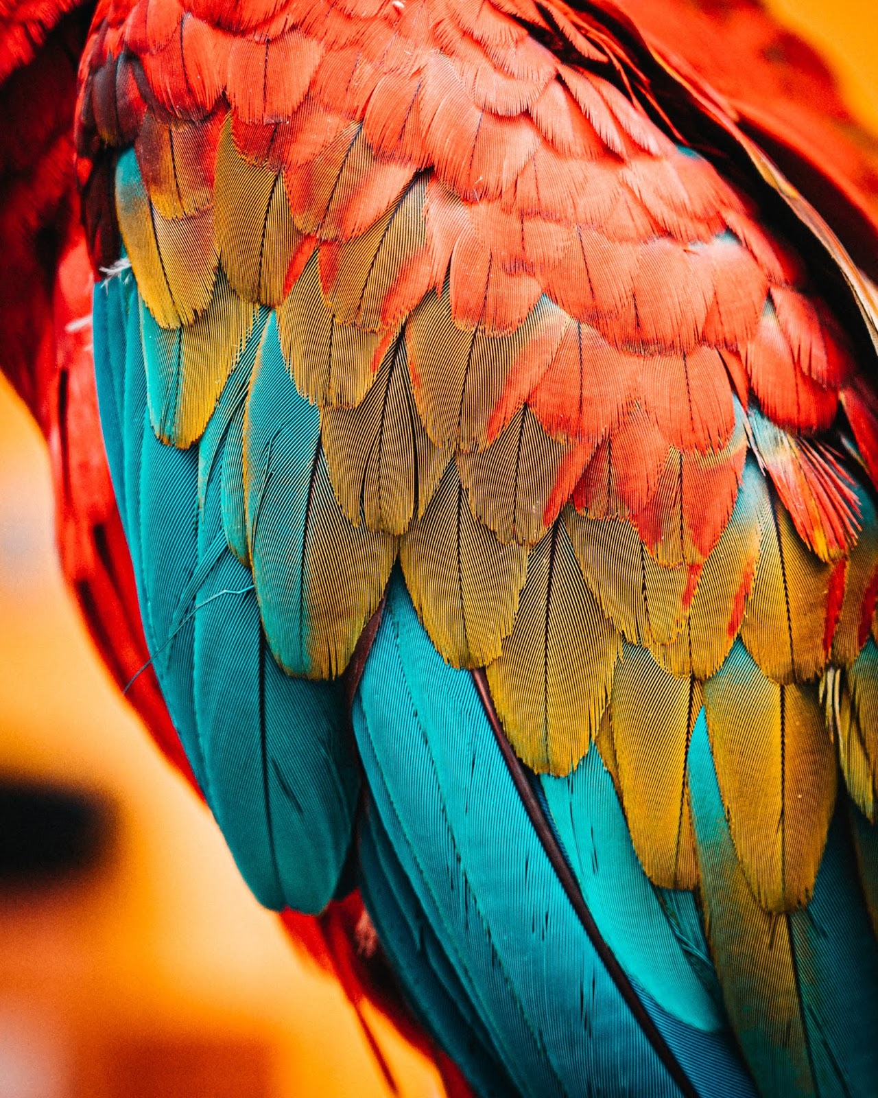 Macaw Feathers Ultra Hd Picture To Use As Background - Xiaomi Display 1a Monitor , HD Wallpaper & Backgrounds