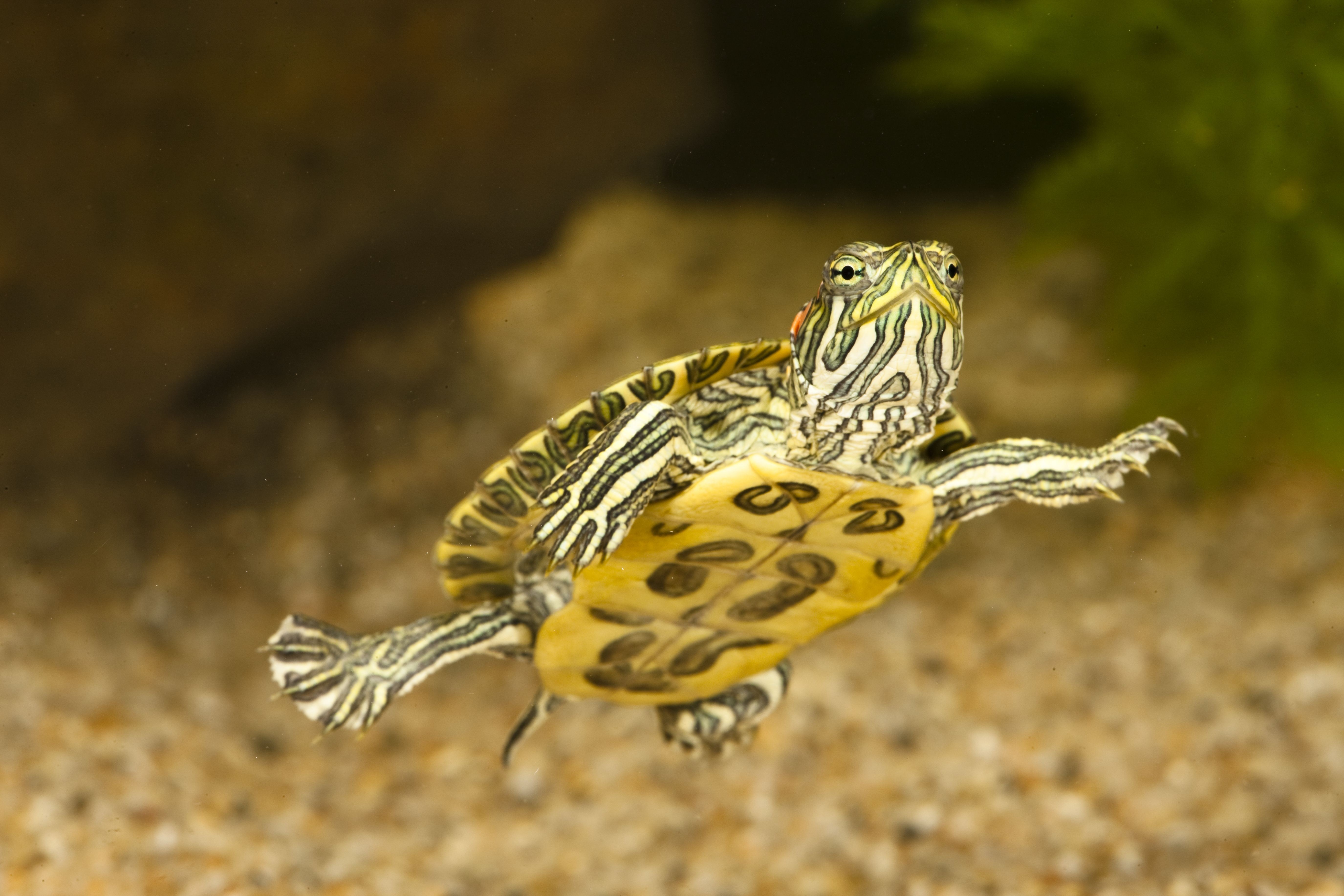 Baby Turtle In Sea Wallpaper - Red Eared Slider Turtle , HD Wallpaper & Backgrounds