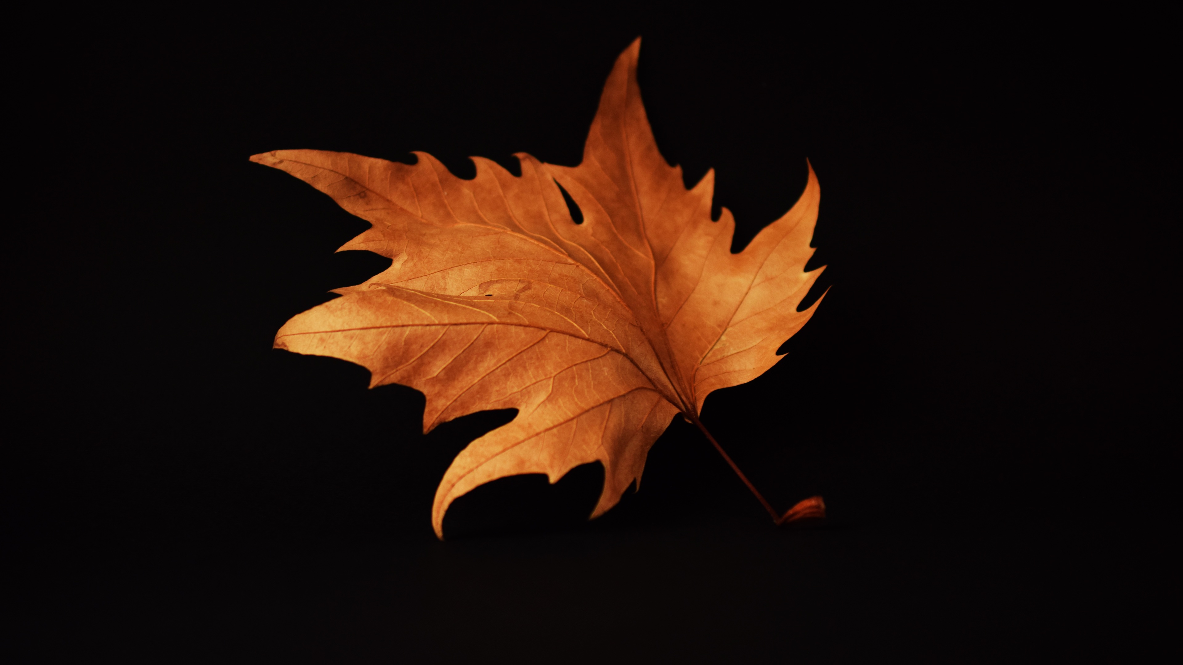 Autumn Leaf Black Background 4k - Background Black Wallpaper 4k , HD Wallpaper & Backgrounds