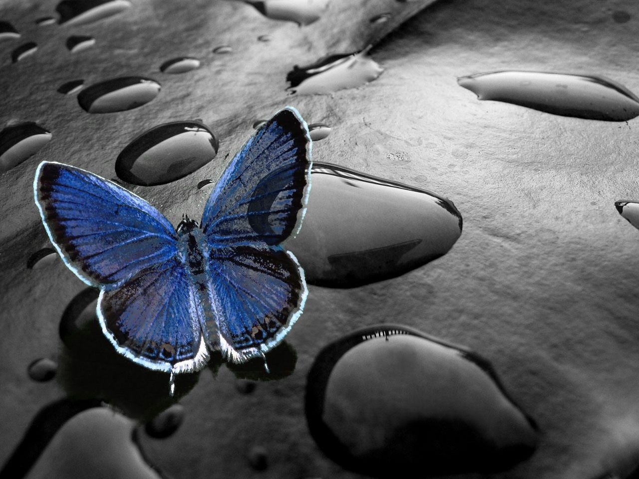 Nice Butterfly , HD Wallpaper & Backgrounds