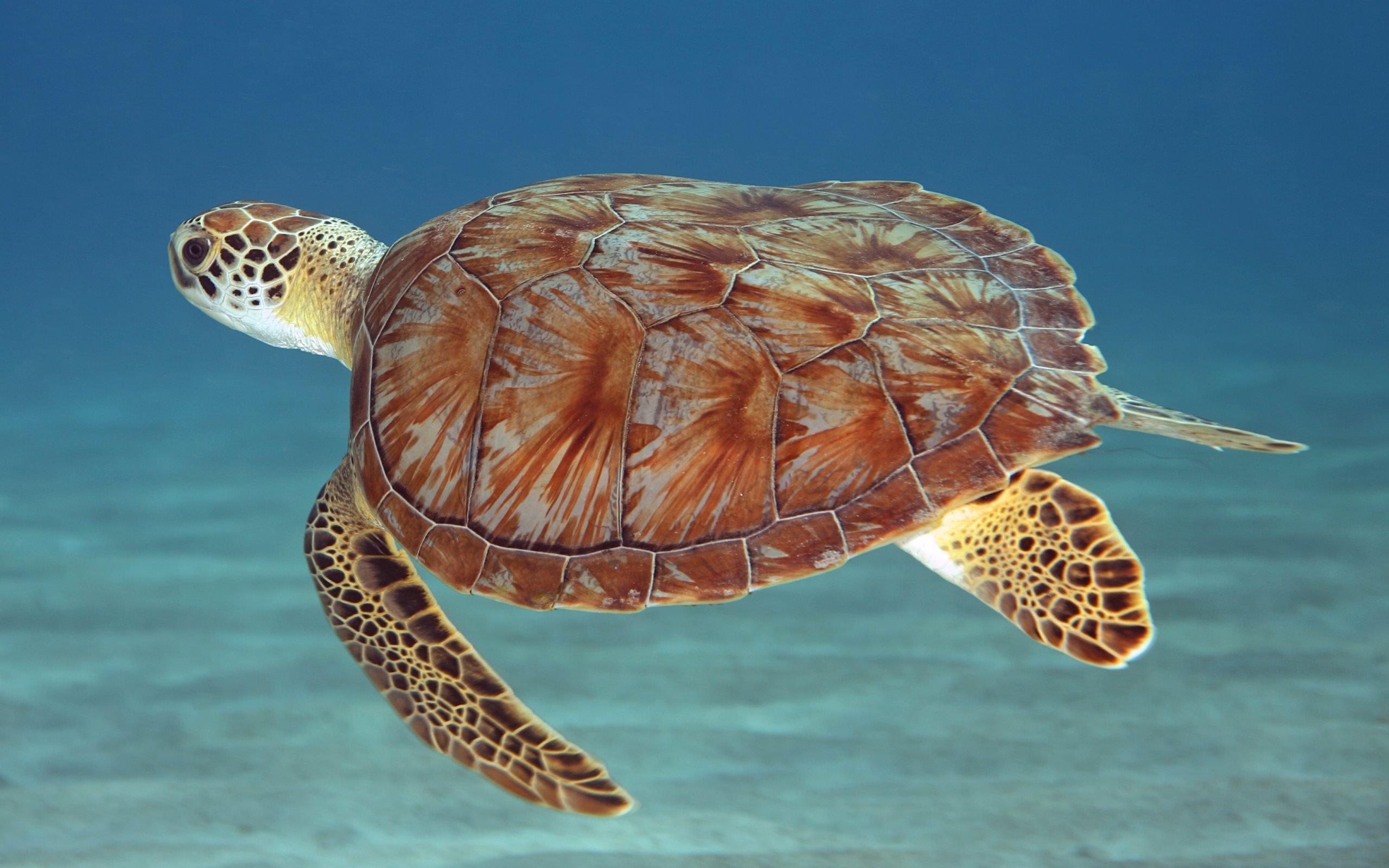 Free Download Turtle Wallpaper Id - Green Sea Turtle , HD Wallpaper & Backgrounds