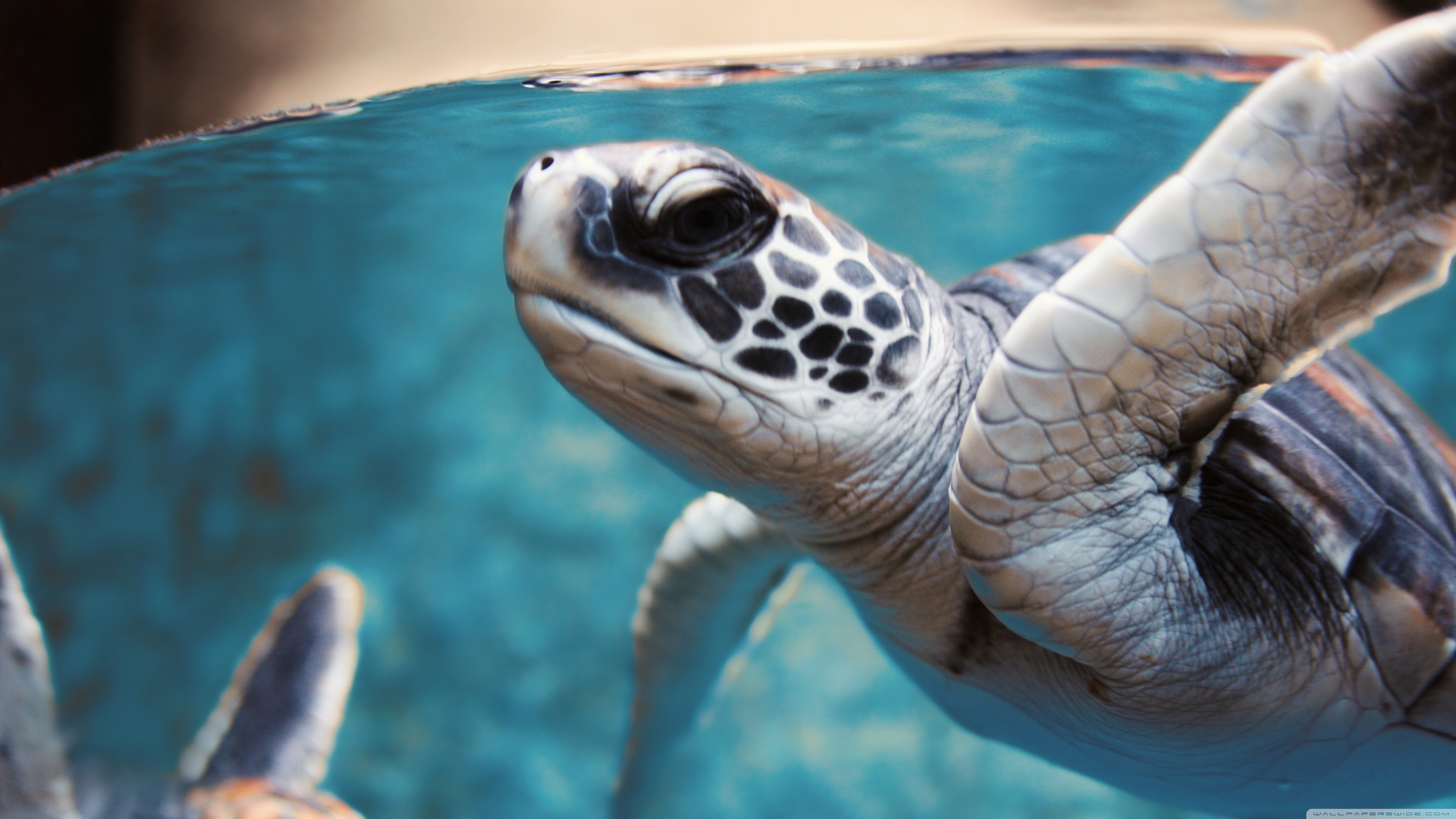 4k Wallpaper Sea Turtle , HD Wallpaper & Backgrounds