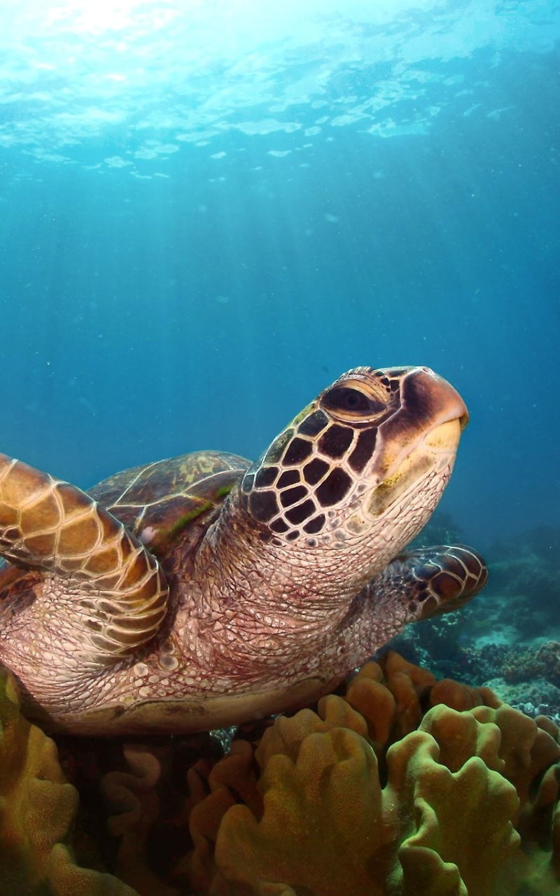 National Geographic Sea Animal Photography , HD Wallpaper & Backgrounds