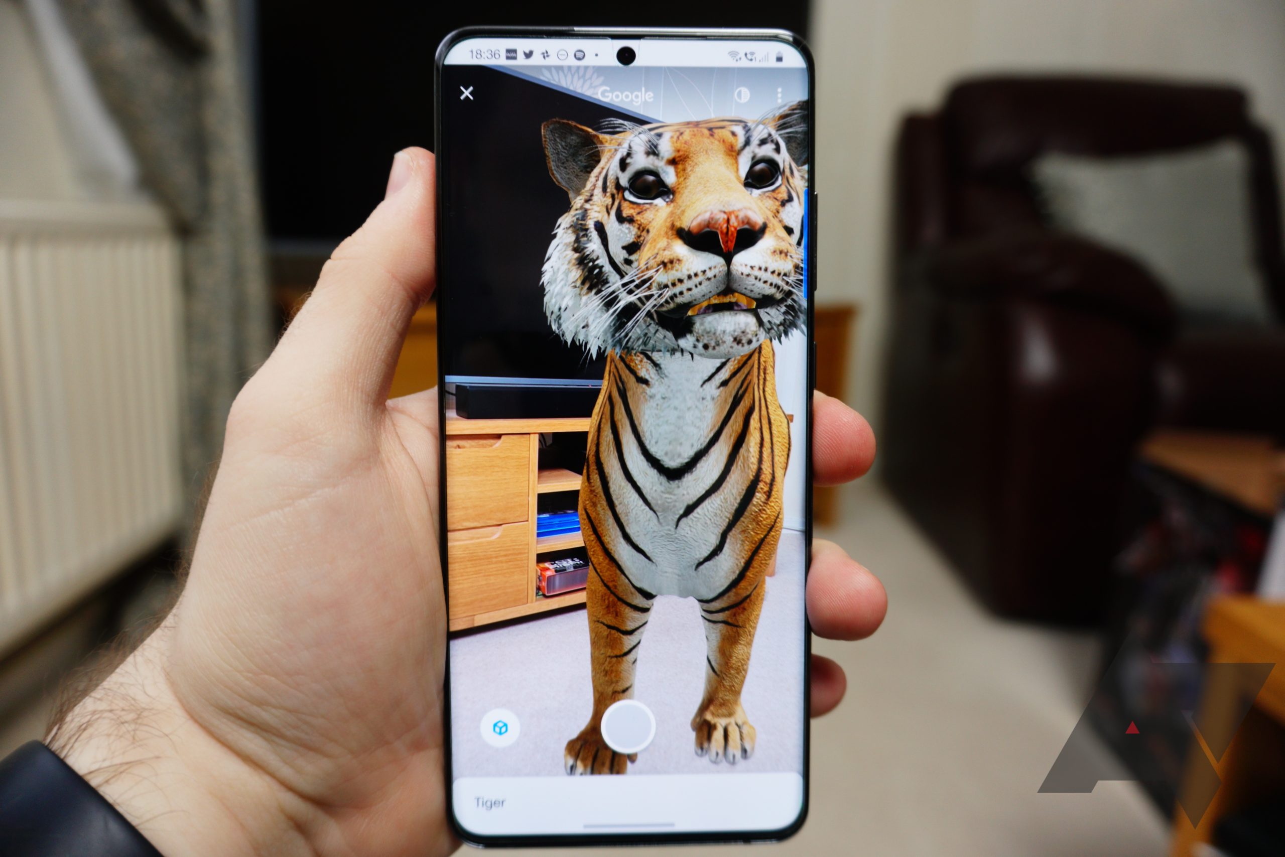 Tiger Google 3d Animals , HD Wallpaper & Backgrounds