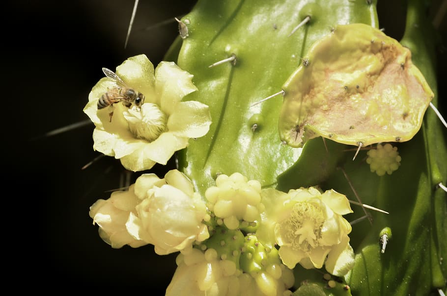 Costa Rica, Paraíso, Abeja, Flower, Flor, Bee, Cactus, - Bouquet , HD Wallpaper & Backgrounds
