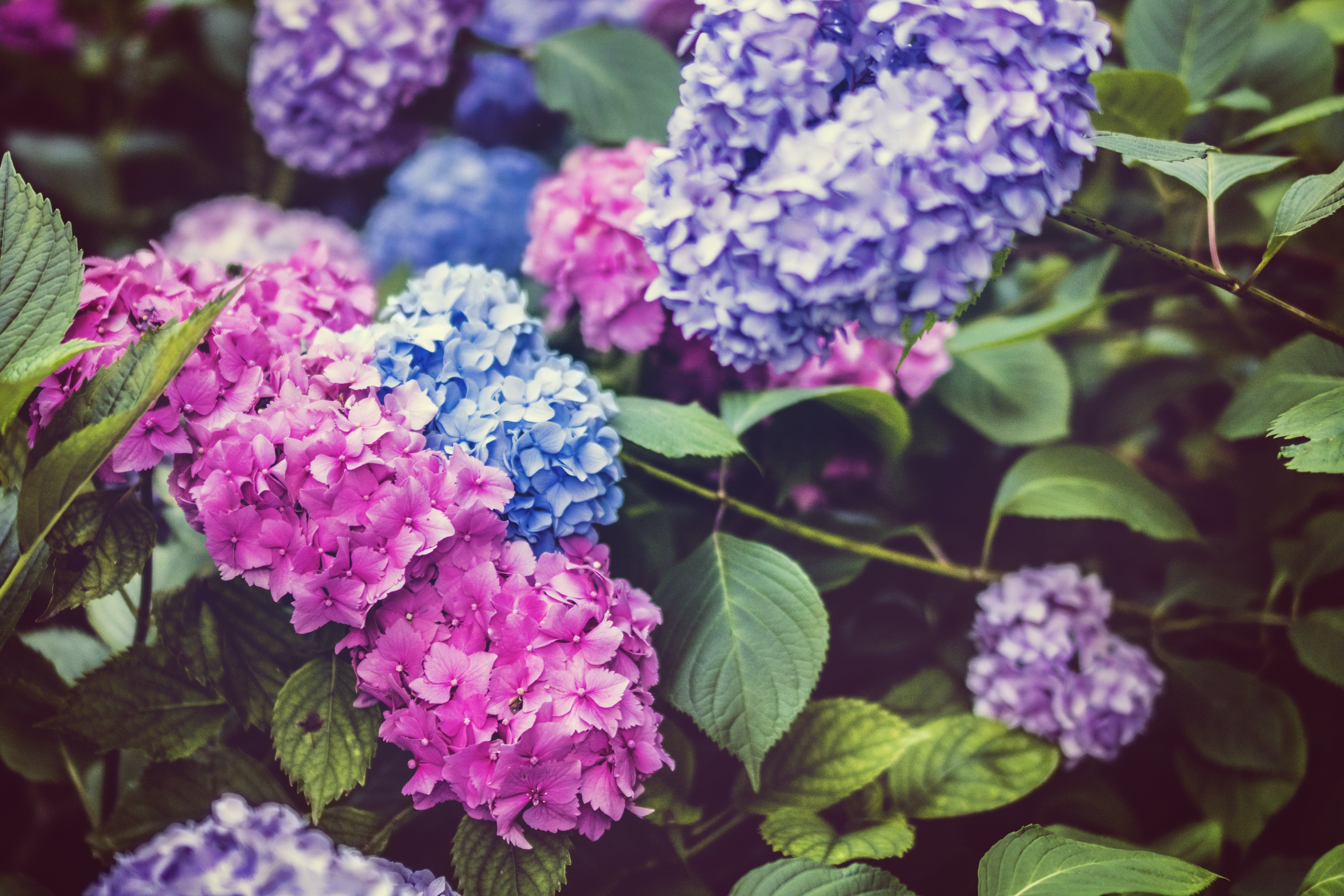 Purple Blue And Pink Hydrangeas , HD Wallpaper & Backgrounds