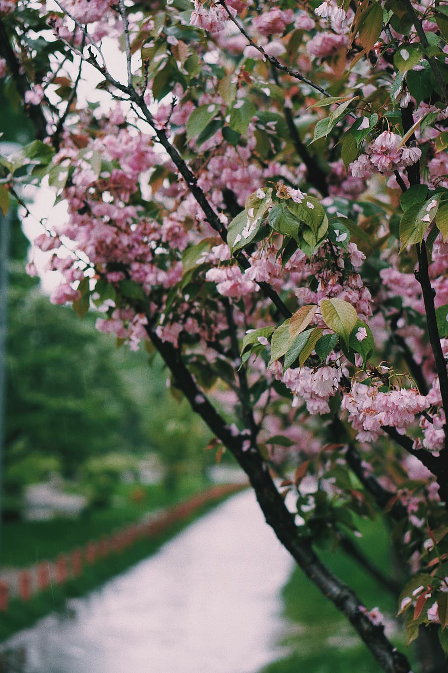 Plant, Cherry Blossom, Kyoto Park, Kyiv, Ukraine, Iphone - Cherry Blossom , HD Wallpaper & Backgrounds