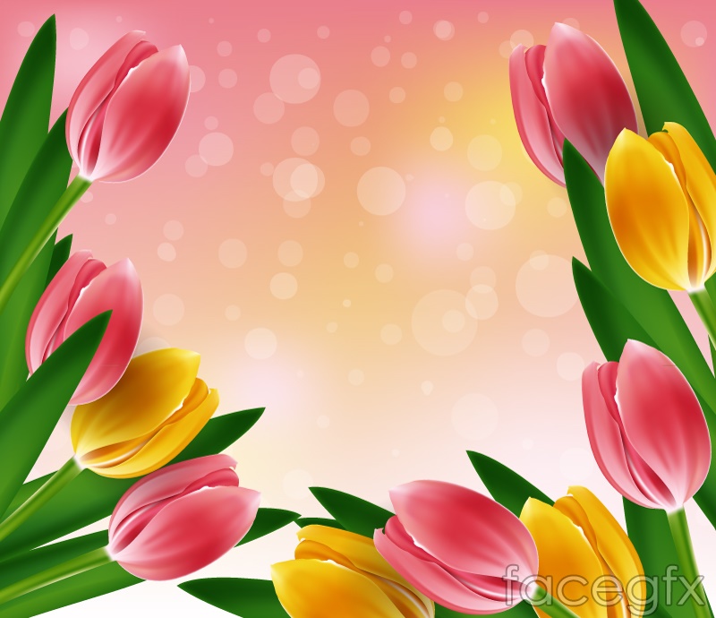 Wallpaper Bunga Tulip Bergerak - Back Ground Bunga Tulip , HD Wallpaper & Backgrounds