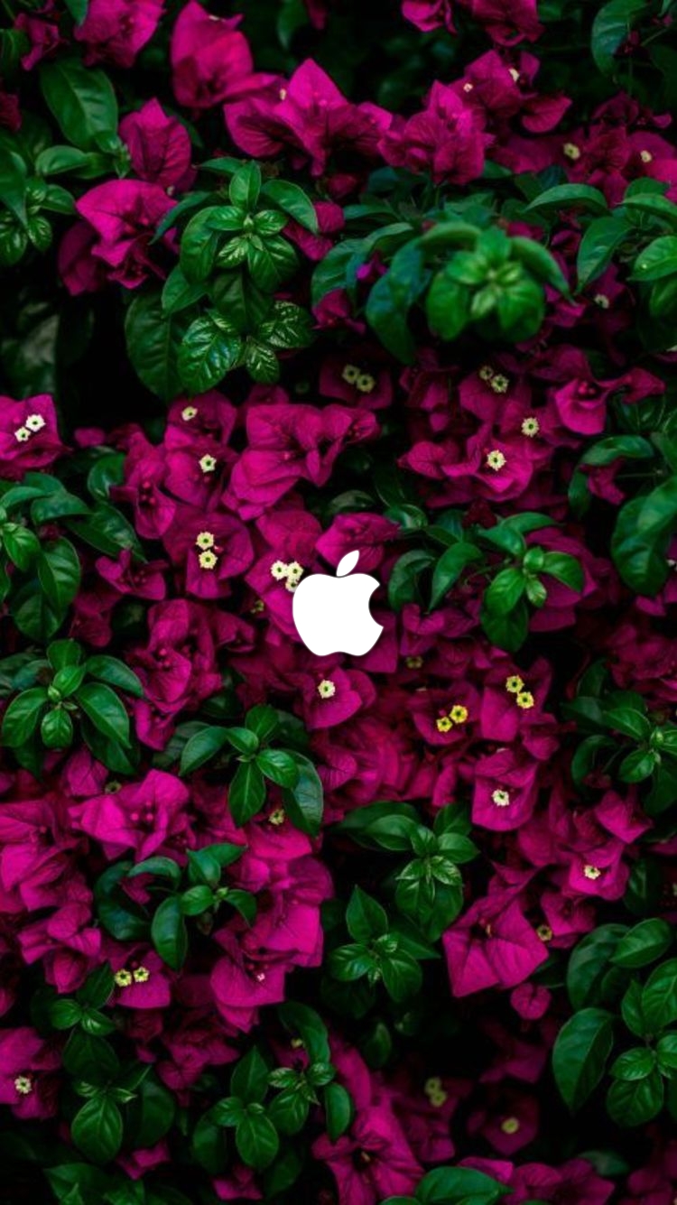 Wallpaper Android Keren Hd 3d - Iphone Colorful Flowers , HD Wallpaper & Backgrounds
