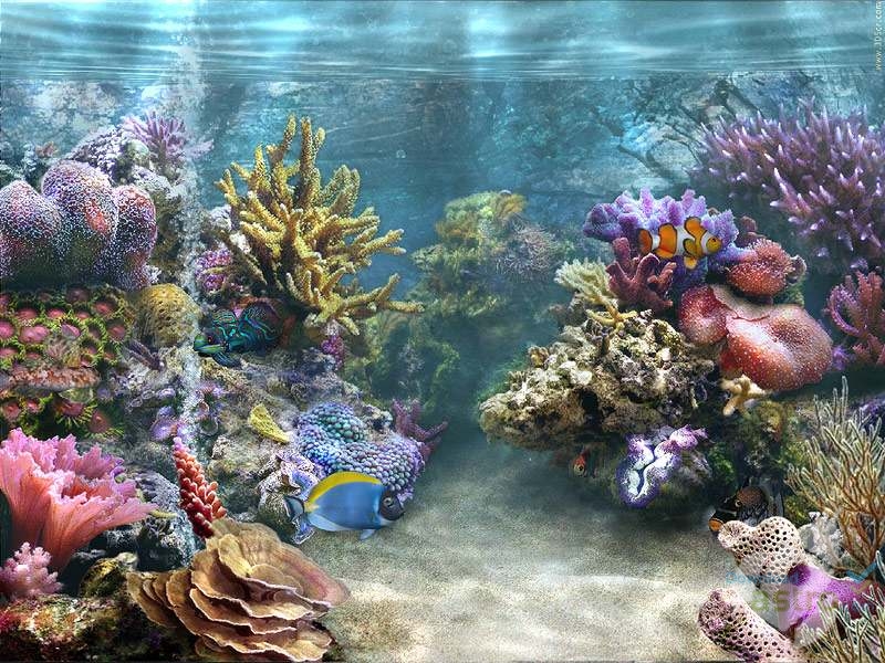 Wallpaper Ikan Bergerak - Maquetas De Arrecifes De Coral , HD Wallpaper & Backgrounds