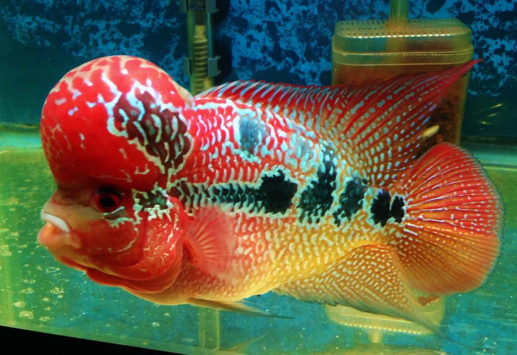 Wallpaper Ikan Bergerak Dalam Aquarium - Red Dragon Floran Fish , HD Wallpaper & Backgrounds