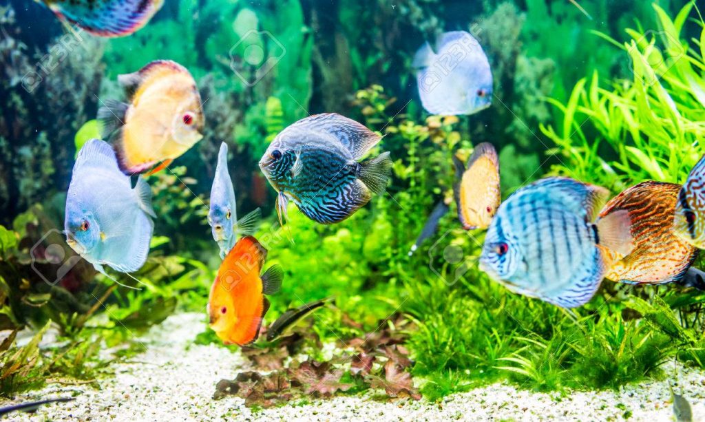 Wallpaper Ikan Bergerak Dalam Aquarium - Aquairum Ikan Hias Air Tawar , HD Wallpaper & Backgrounds