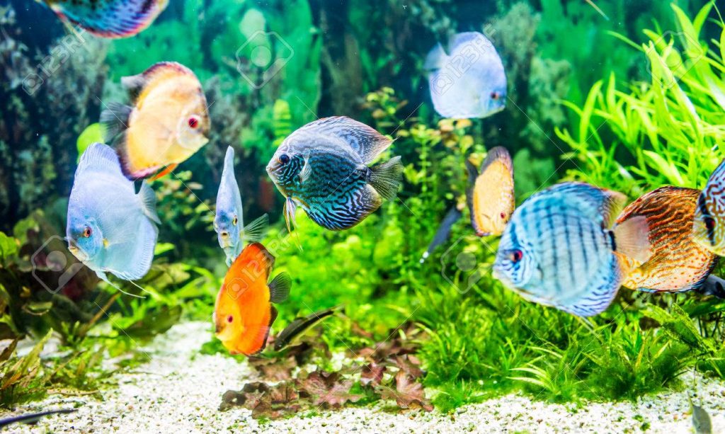 5500 Koleksi Ikan Air Tawar Dalam Akuarium Gratis