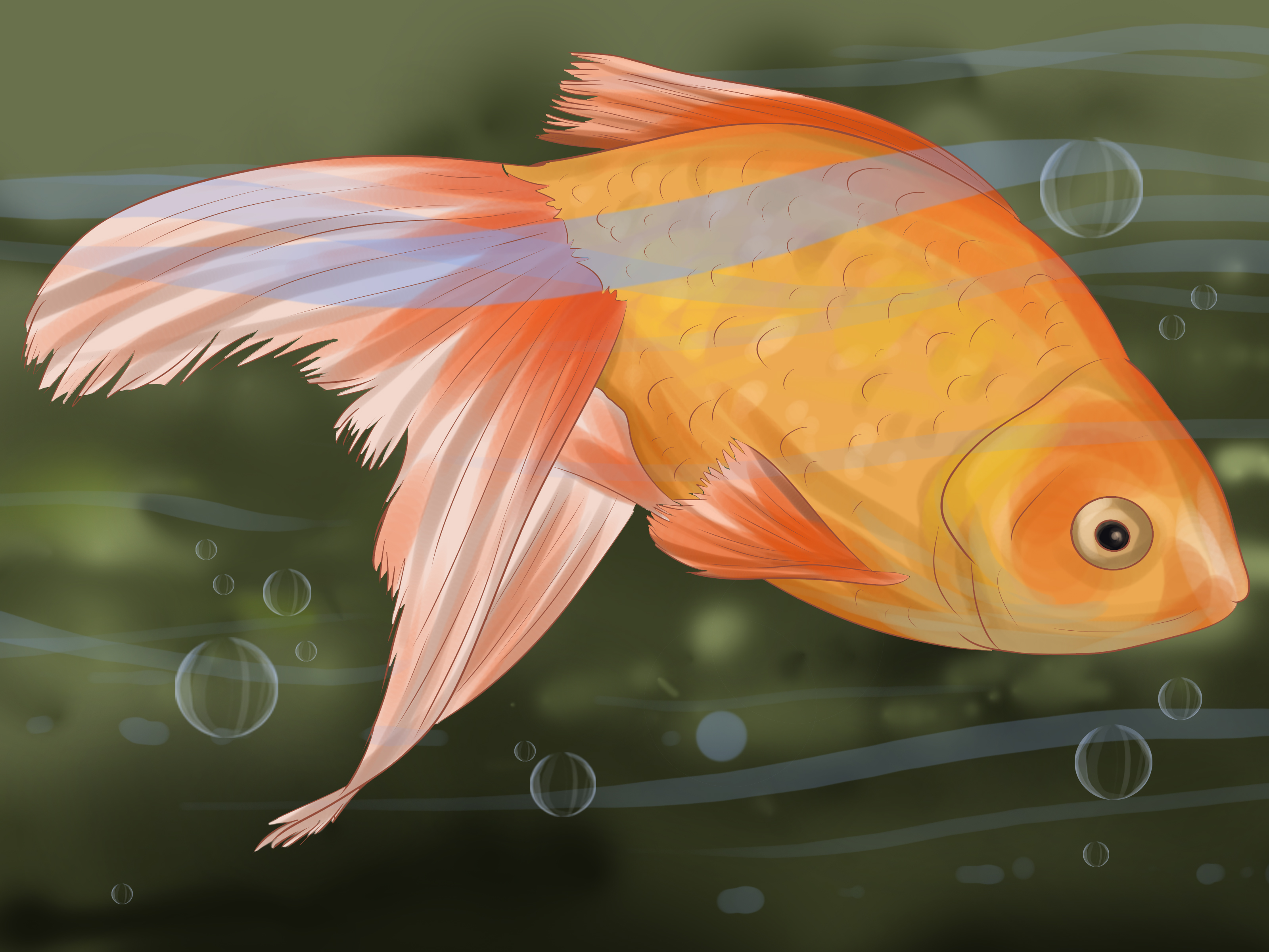 Wallpaper Ikan Bergerak Dalam Aquarium - Symptoms Of A Fish Dying , HD Wallpaper & Backgrounds